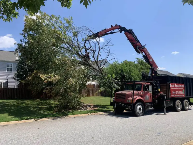 Tree specialist in Fountain Inn SC